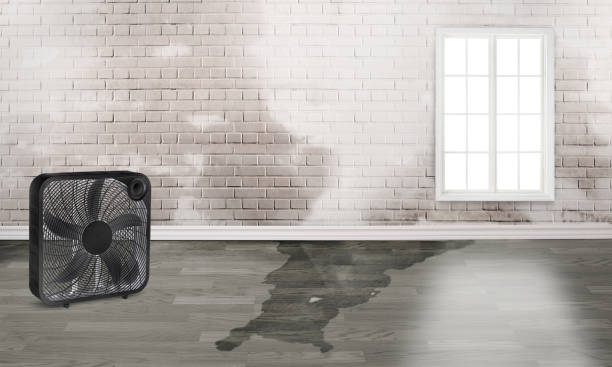 Best Mold removal after water damage  in Green Valley, AZ